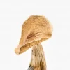 Order African Transkei Magic Mushroom