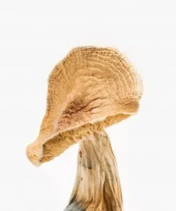Order African Transkei Magic Mushroom