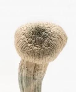 Buy Albino Penis Envy Online