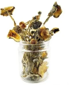 Buy Amazonian Magic Mushrooms Online