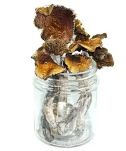 Aztec Magic Mushroom – Psilocybe Aztecorum