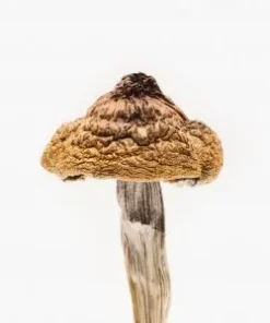 B+ Magic Mushroom