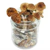 Blue Angel Mushroom – Psilocybe Azurescens