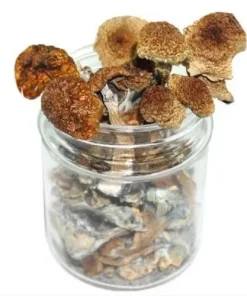 Blue Angel Mushroom – Psilocybe Azurescens