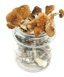 Blue Ringer Mushroom
