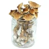 Burma Mushrooms Psilocybe Cubensis