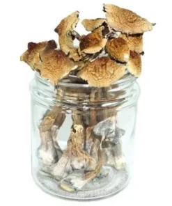 Burma Mushrooms Psilocybe Cubensis