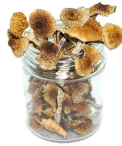 Cambodian Magic Mushrooms