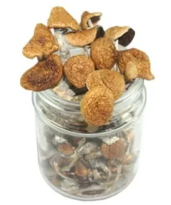 Flying Saucer Magic Mushrooms