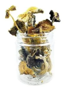 Golden Emperor Magic Mushrooms