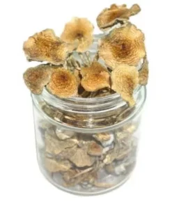 Goldilocks Magic Mushrooms
