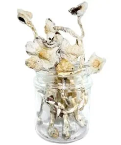 Great White Monster Magic Mushrooms