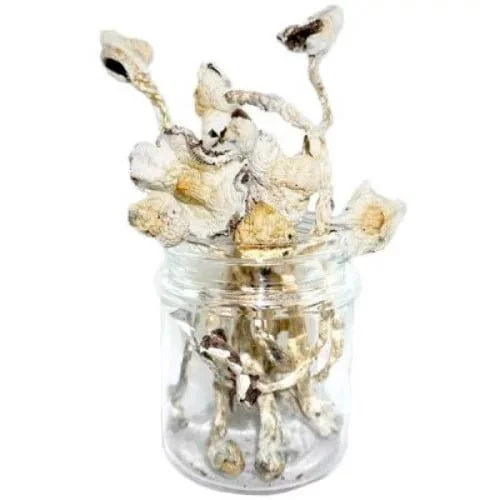 Great White Monster Magic Mushrooms Great White Monster Magic Mushrooms