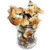 Mazatapec Magic Mushrooms
