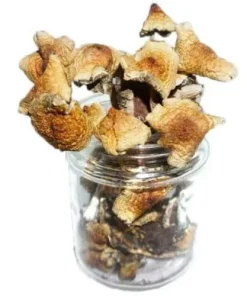 Mazatapec Magic Mushrooms