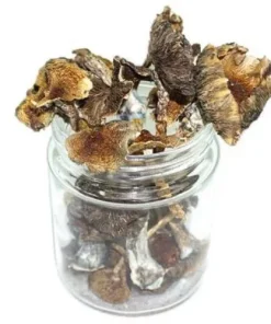 Buy Psilocybe Mexicana Online