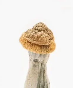 Penis Envy Magic Mushroom