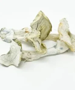Order Albino A+ Magic Mushroom Online